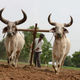 Two zebus, a modern aurochs relative, plowing a field in Gujarat, India, in 2014.